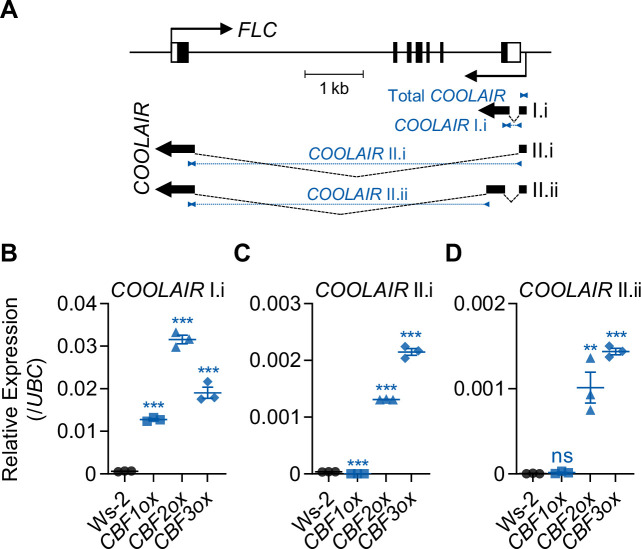 Figure 2—figure supplement 1.