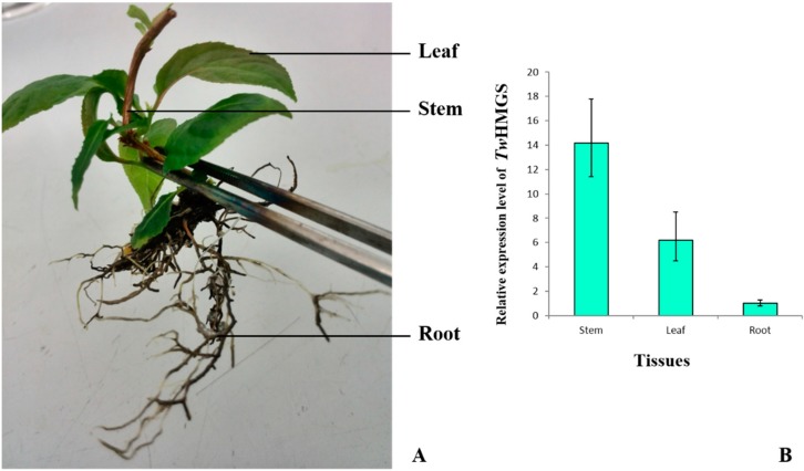 Figure 6