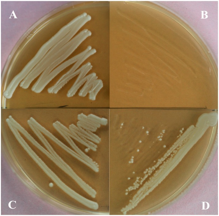 Figure 4