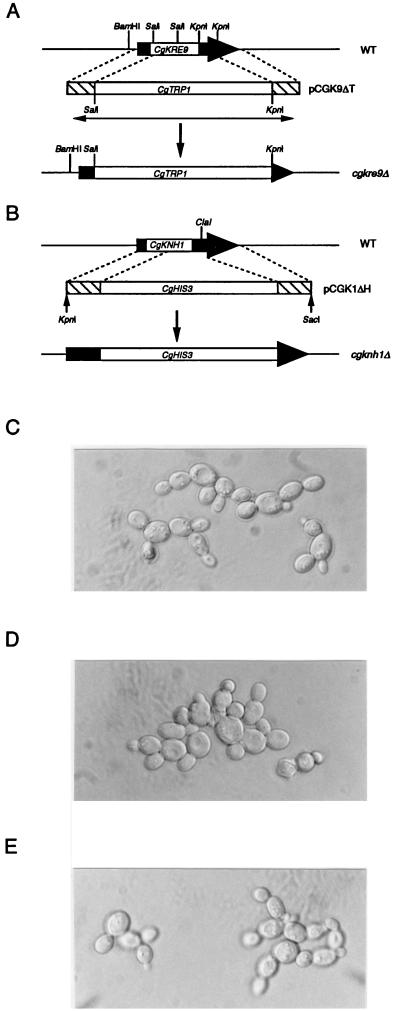 FIG. 1