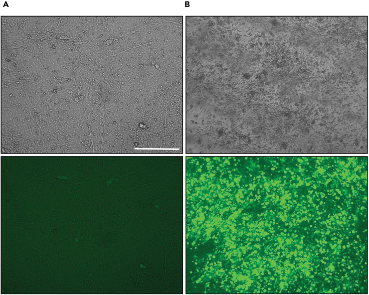 Figure 1