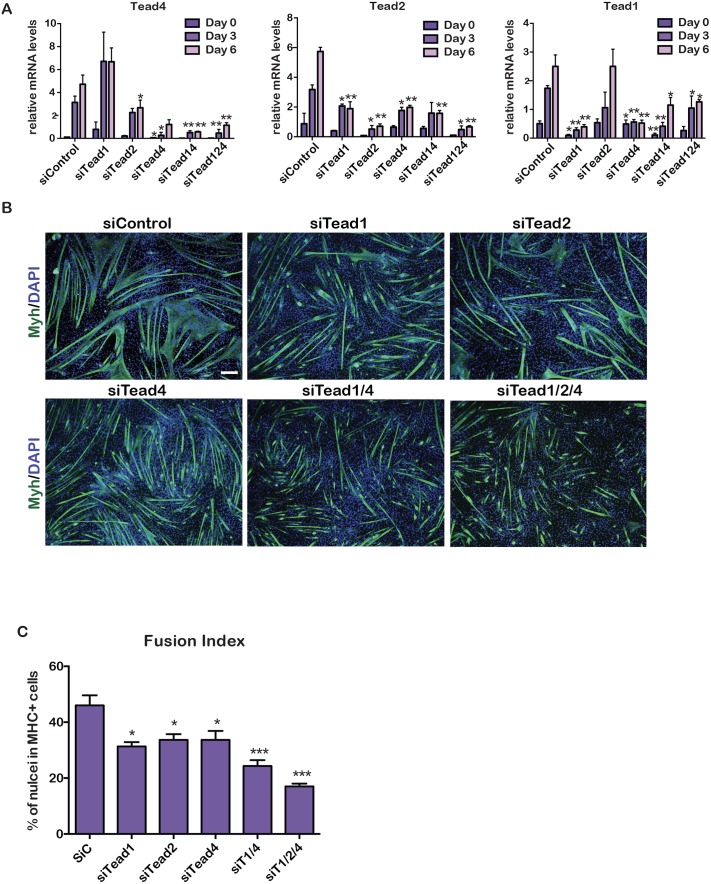 Fig 3