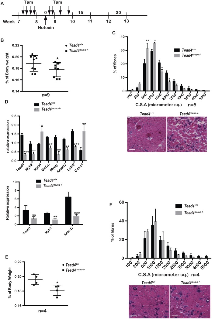 Fig 10