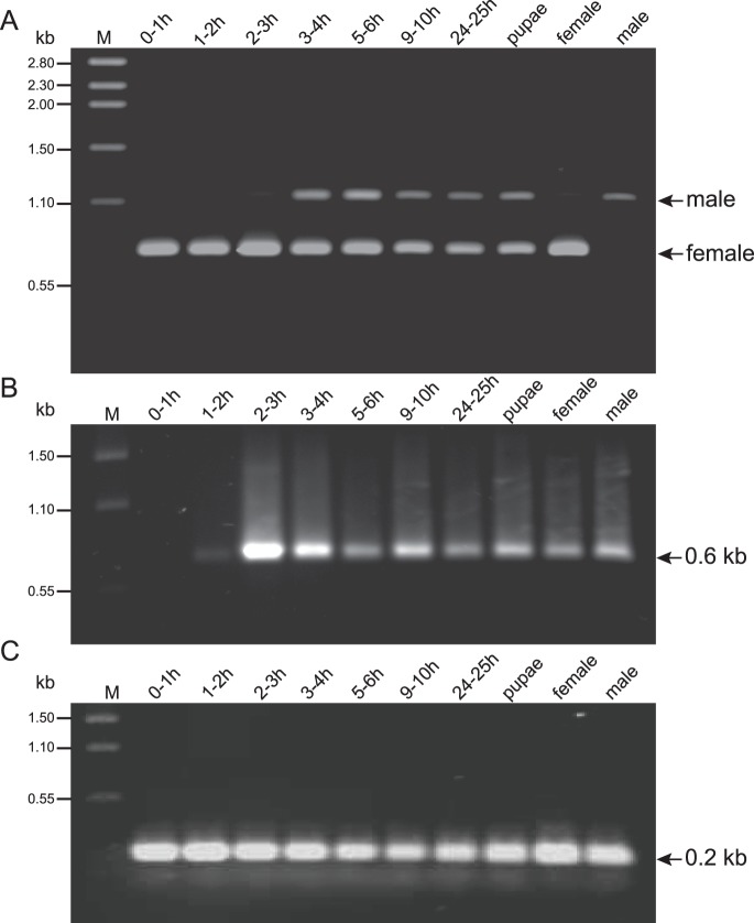 Figure 7