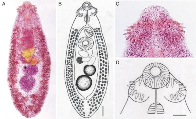 Fig. 1