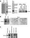 Figure 6.