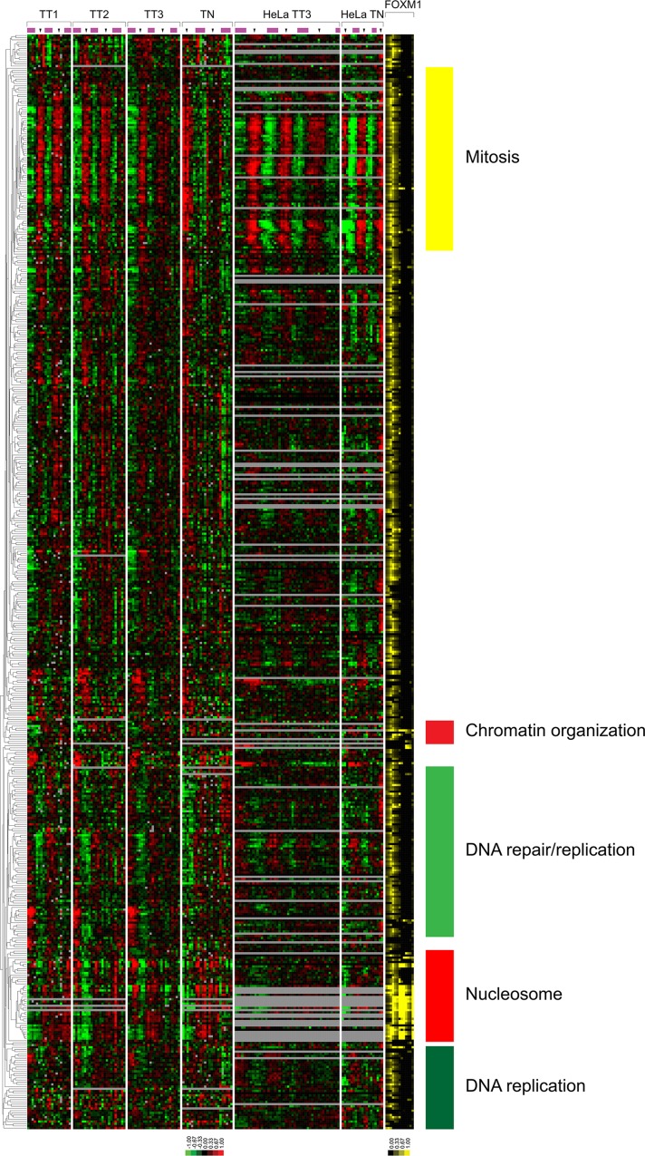 FIGURE 4: