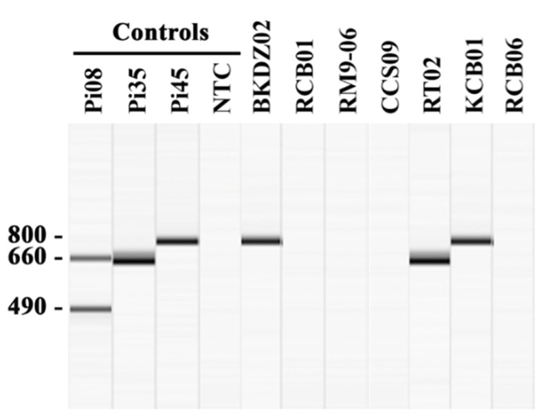 Figure 2