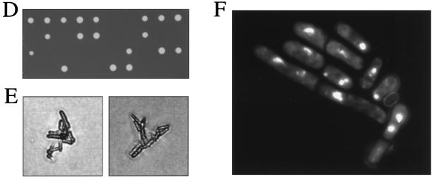 FIG. 5