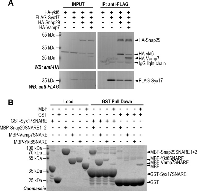 Fig 3