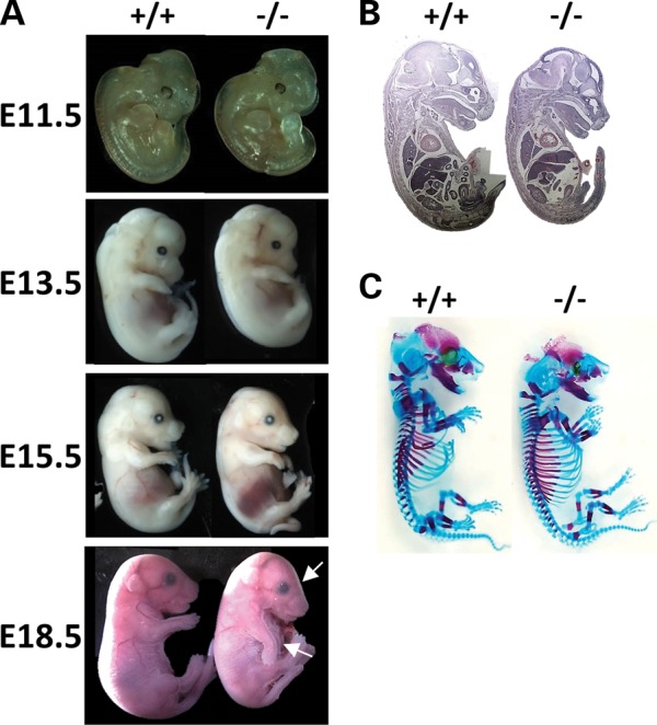 Figure 2.