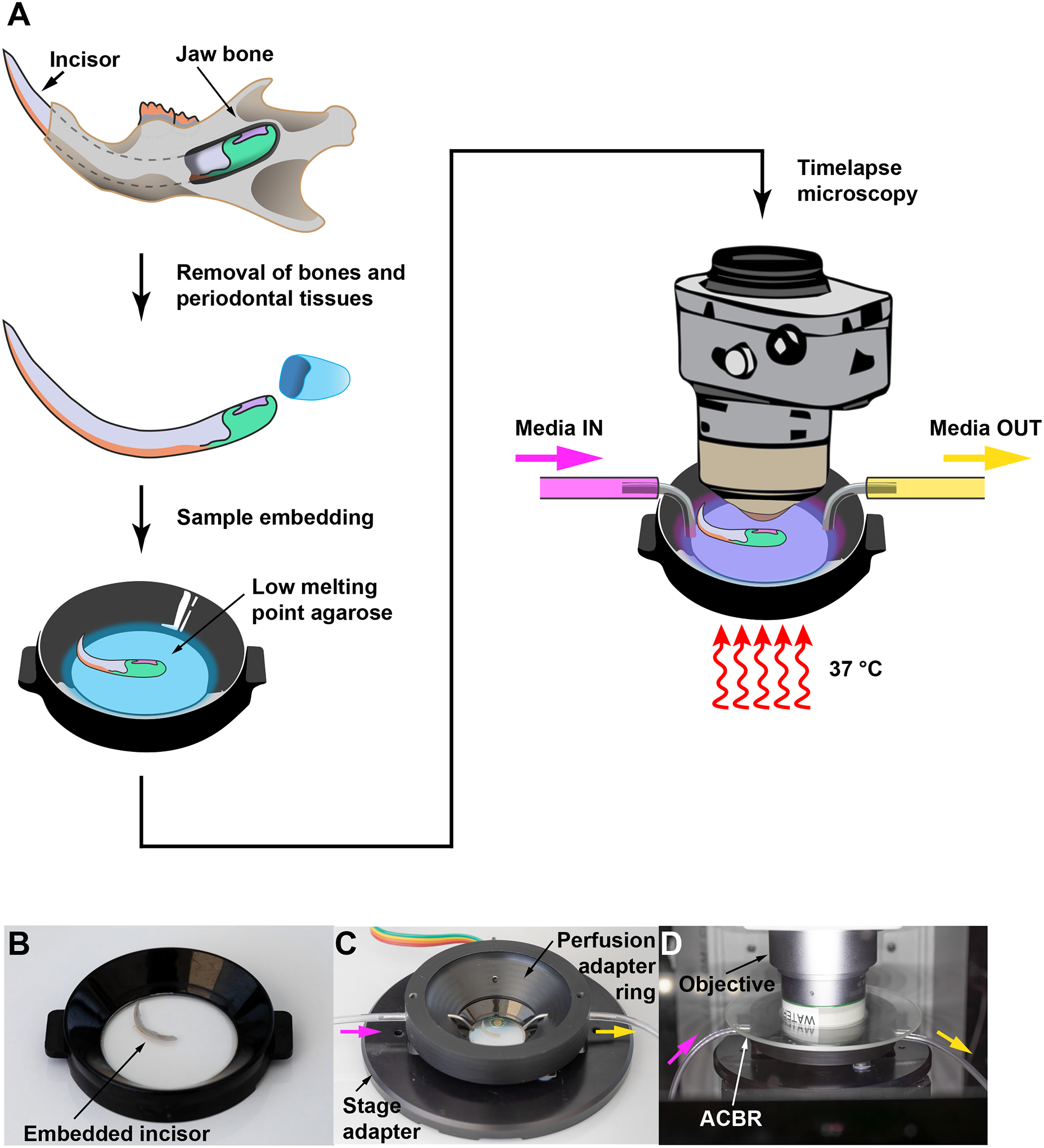 Figure 2: