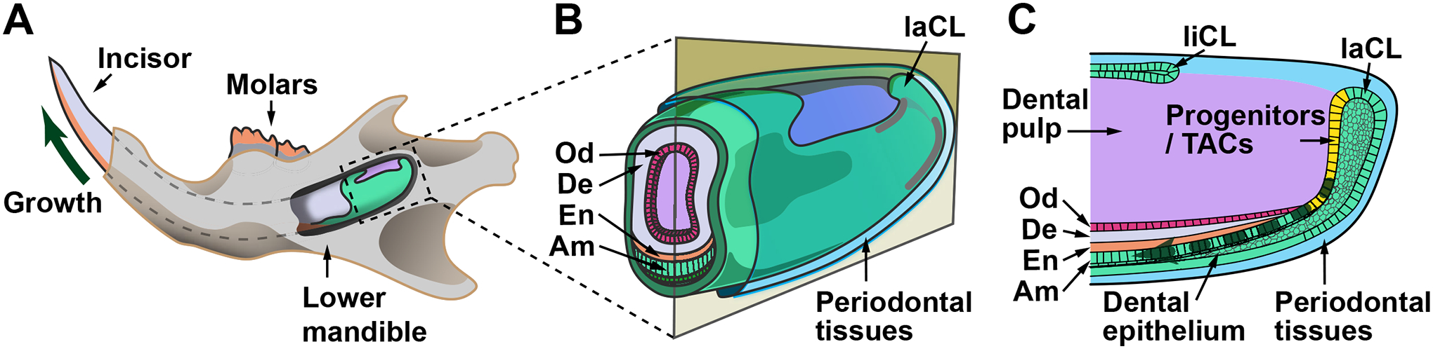 Figure 1: