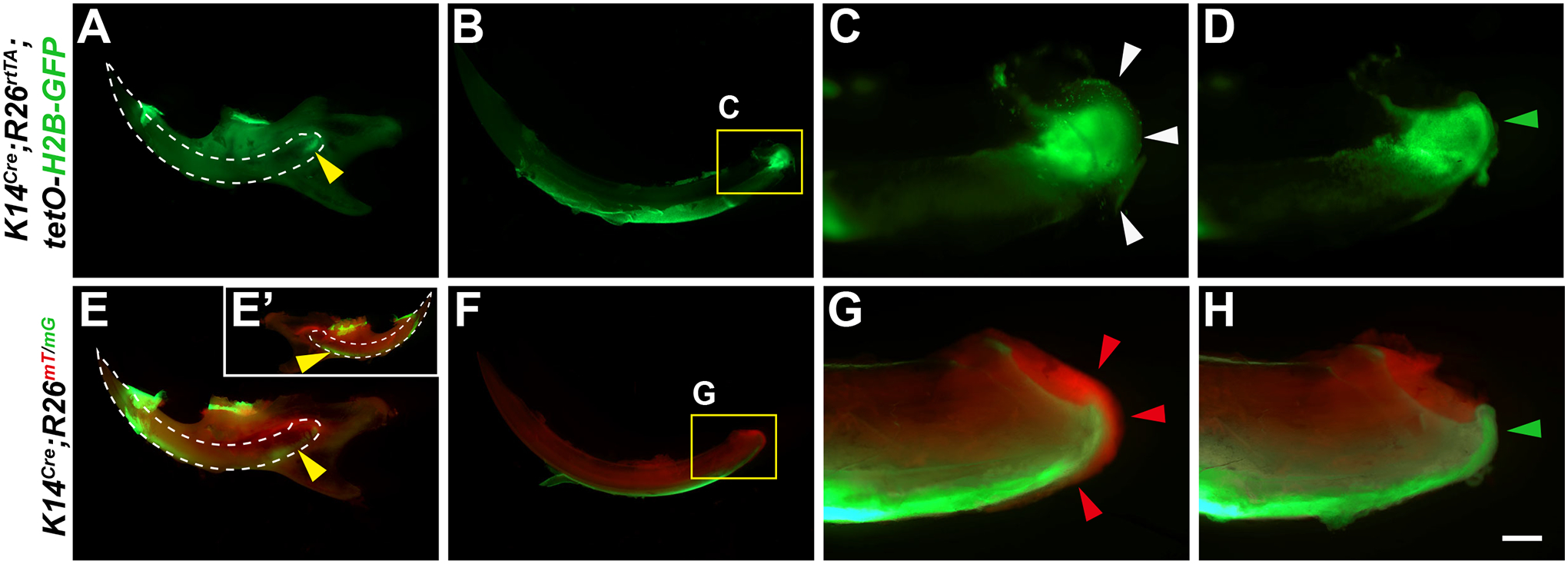 Figure 4: