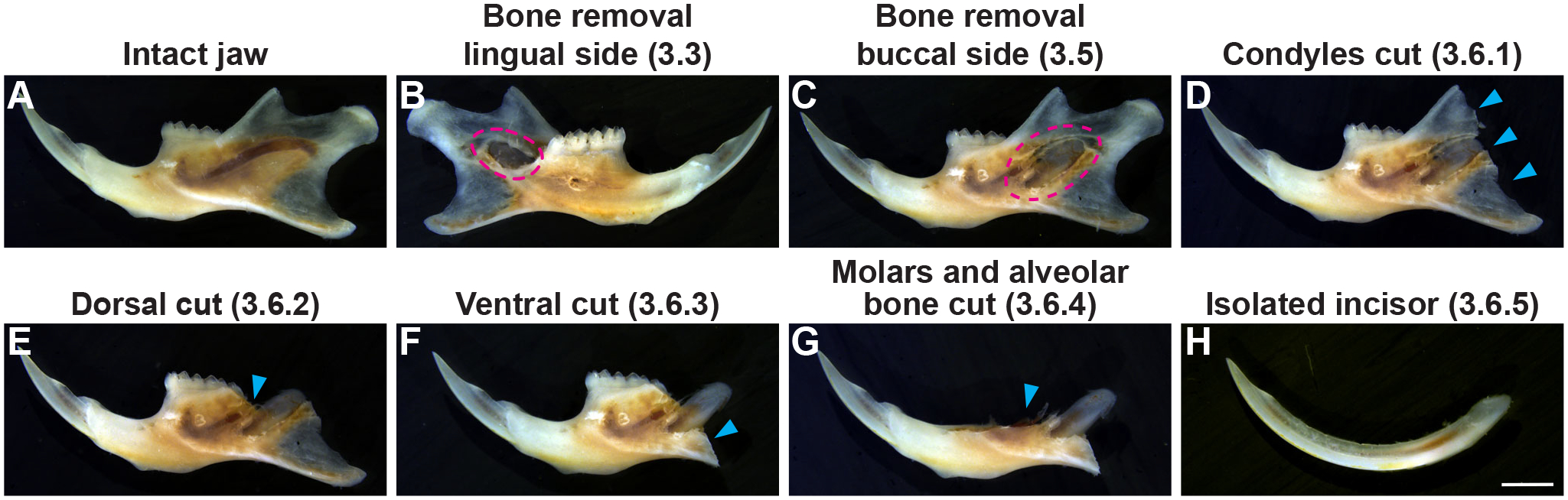 Figure 3: