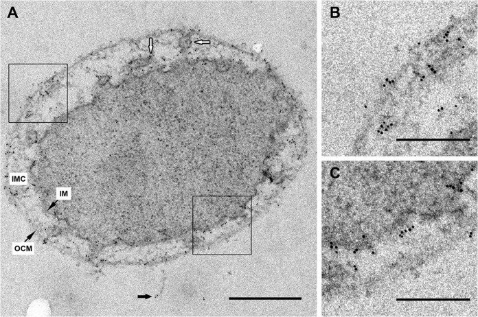 FIG 2