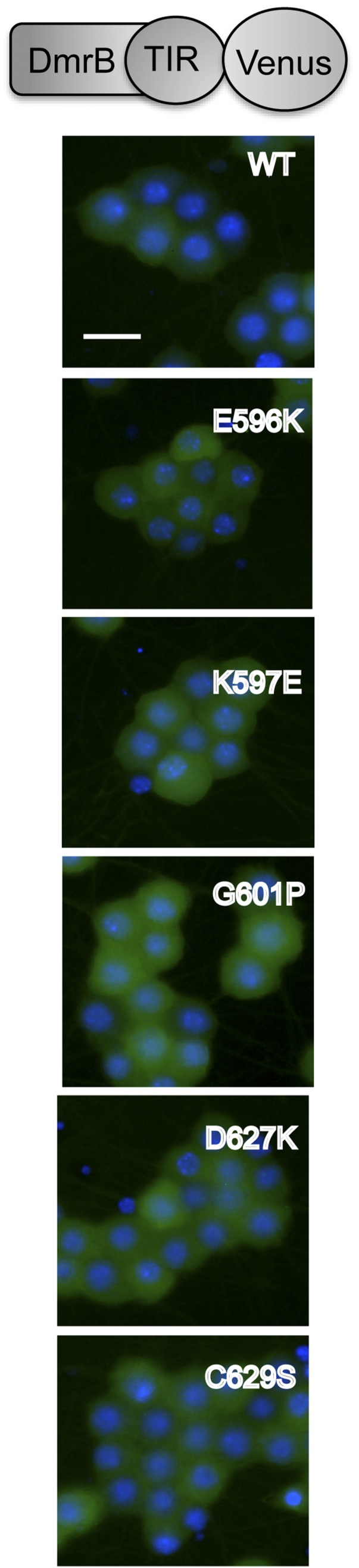 Fig. S3.