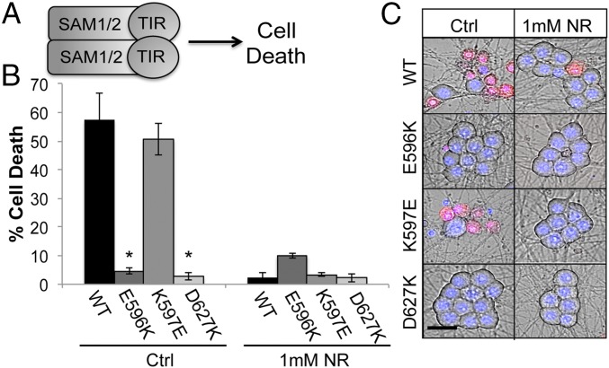 Fig. 4.