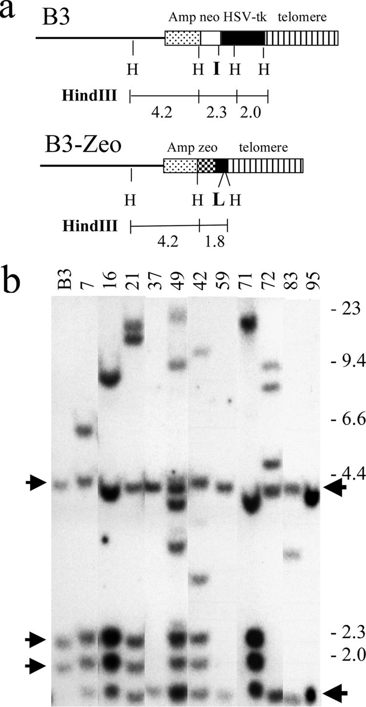 FIG. 2.