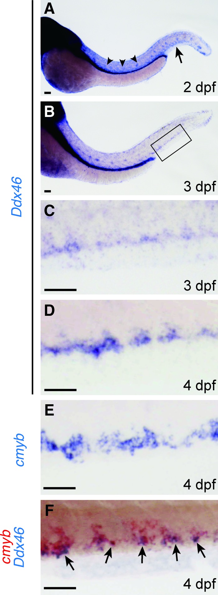 FIG. 2.