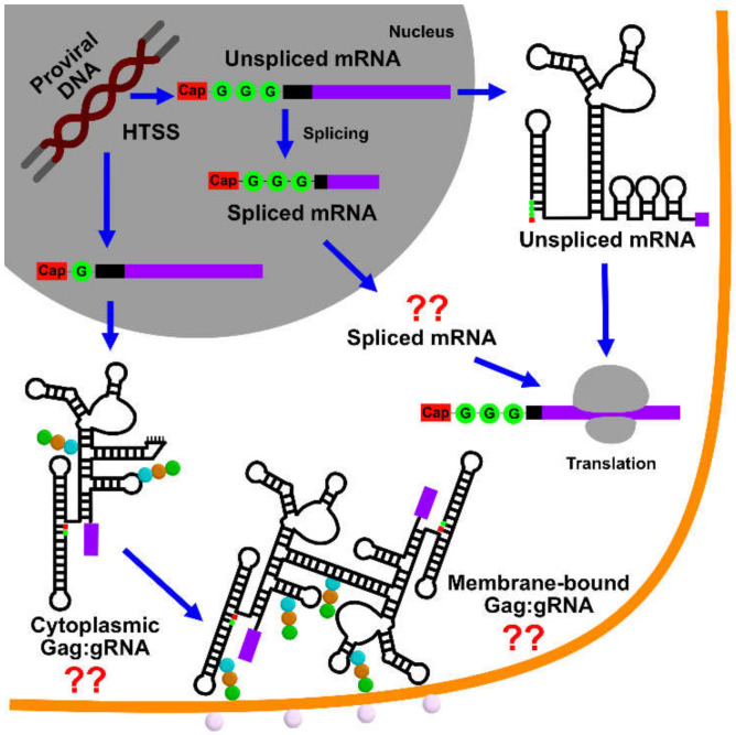 Figure 20