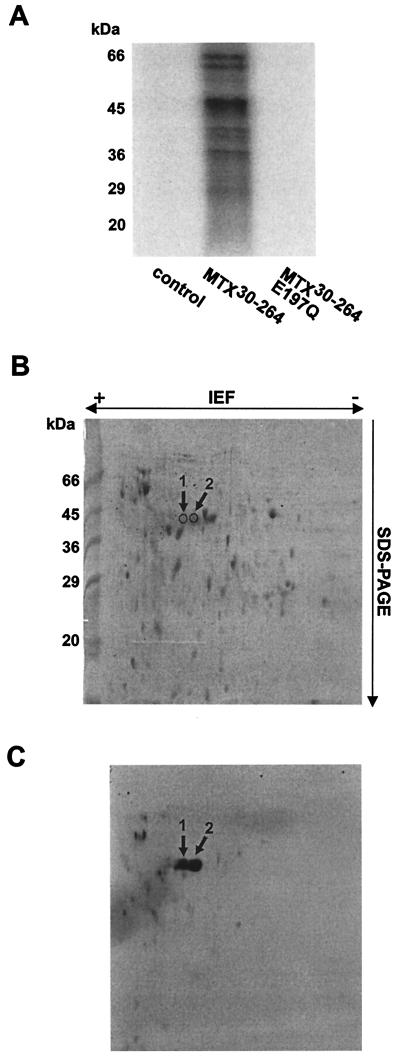 FIG. 1.