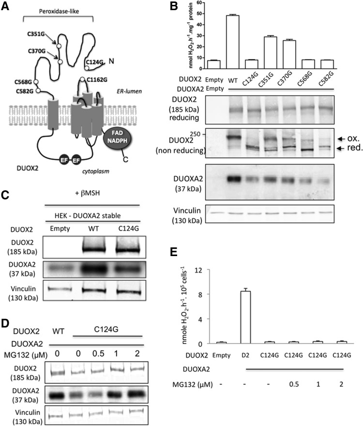 FIG. 1.