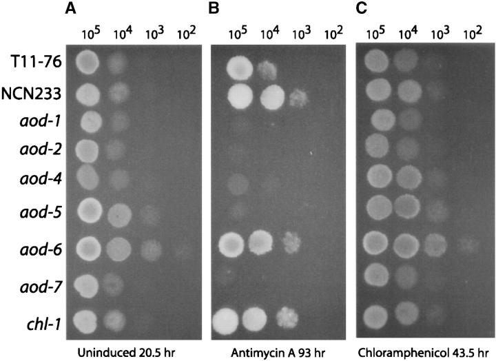 Figure 3.—