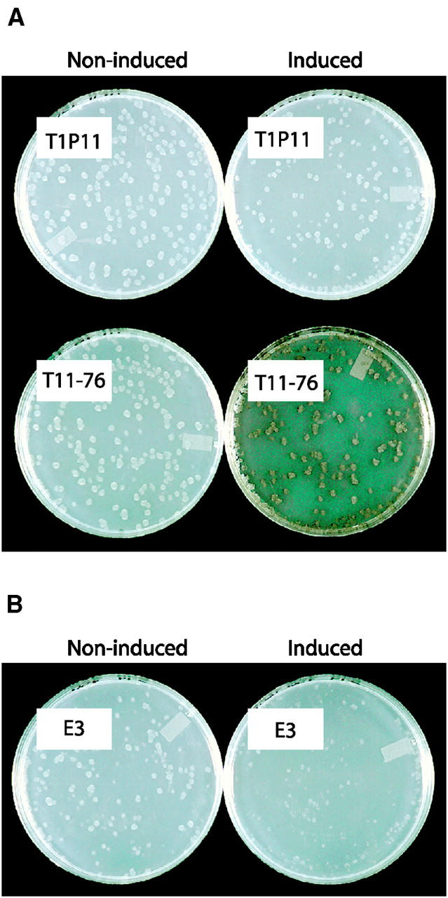 Figure 2.—