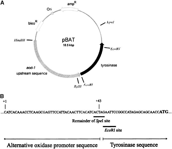 Figure 1.—