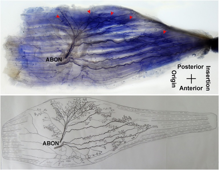 Figure 7