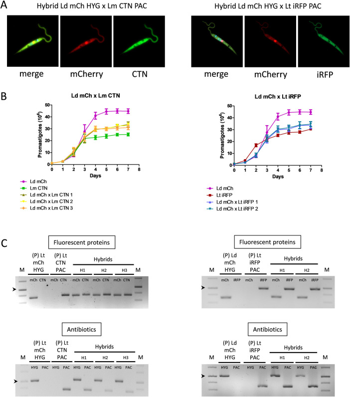 Fig 3