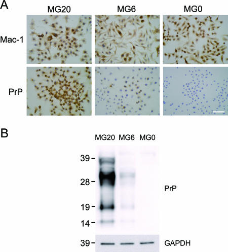 FIG. 1.