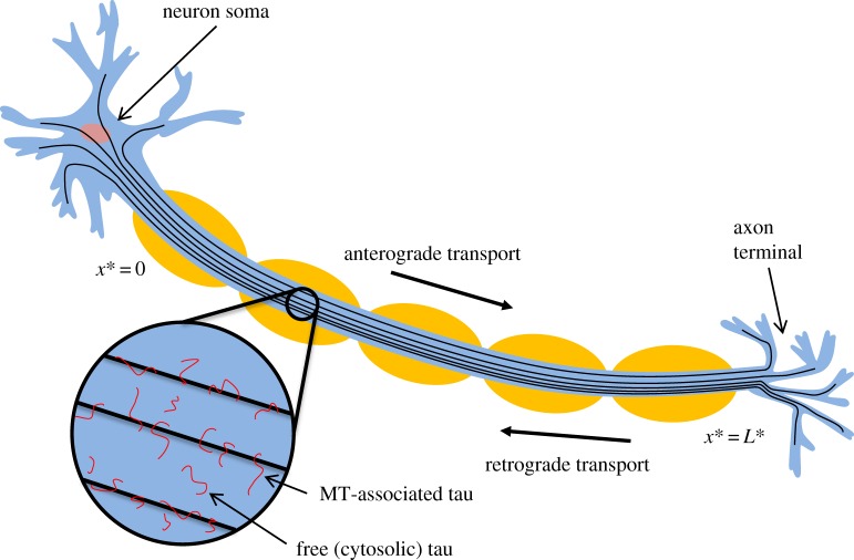 Figure 1.