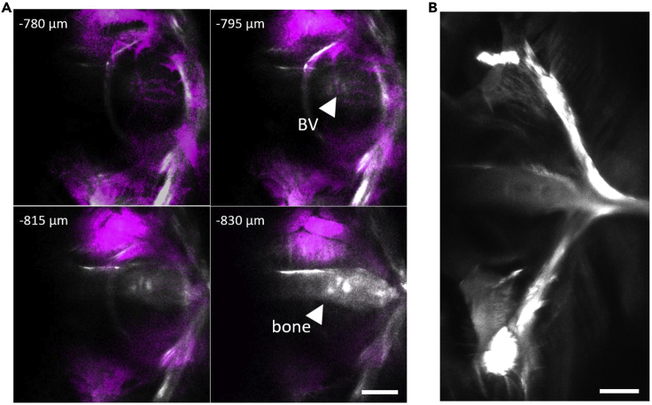 Figure 1