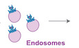 graphic file with name EMBJ-42-e112712-g012.jpg