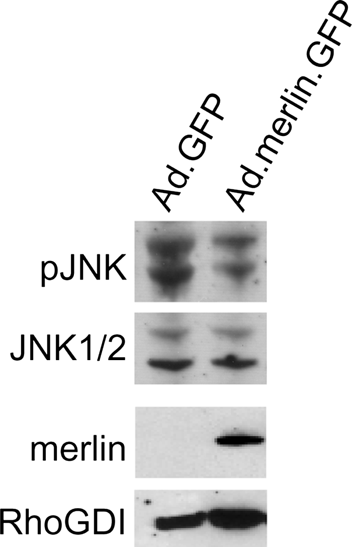 Fig. 2.