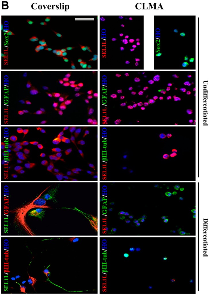 Figure 1B.