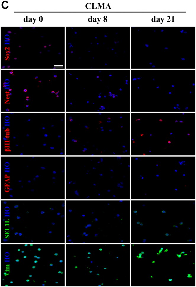 Figure 1C.