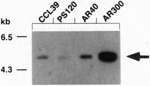 Fig. 5