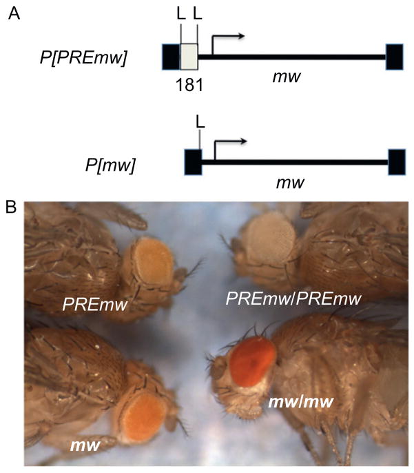 Figure 3.2