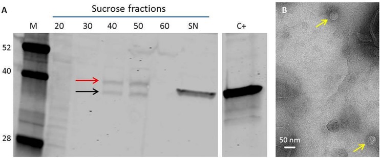 FIGURE 3