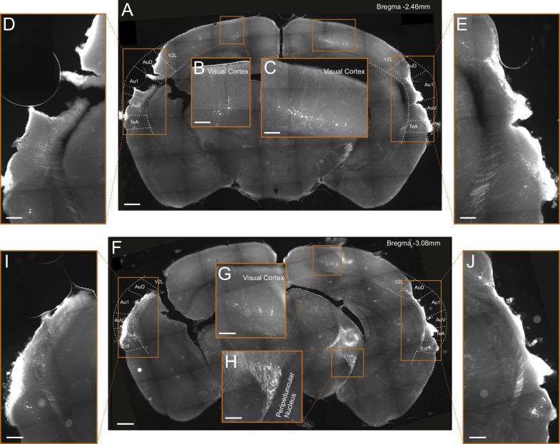 Figure 2—figure supplement 2.