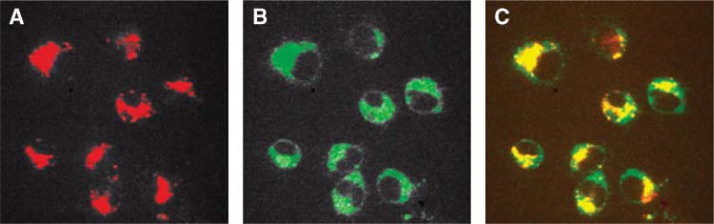 Fig. 3