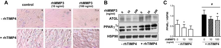 Fig. 8.