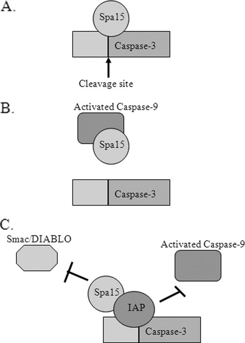 FIG. 8.