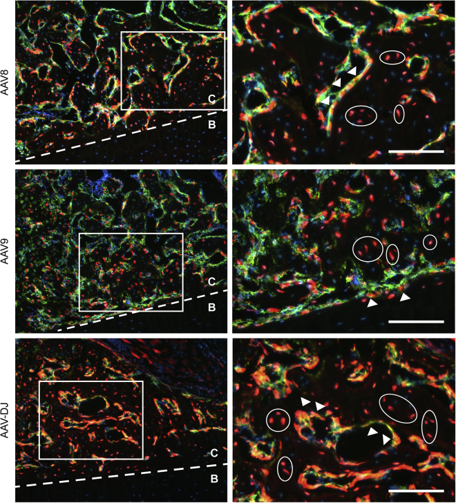 Figure 3