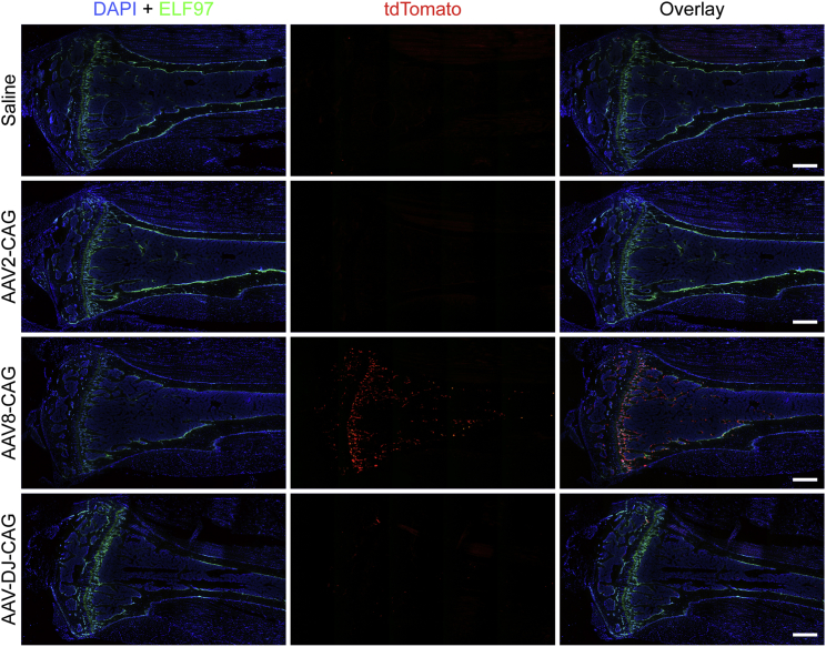 Figure 4