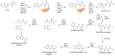 Scheme 6