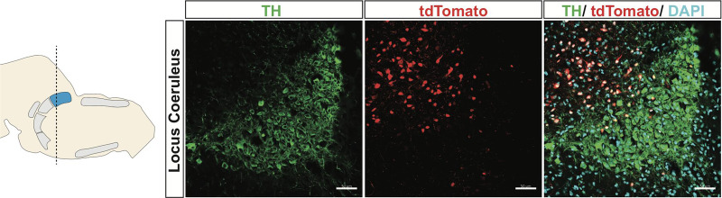 Figure 2—figure supplement 1.